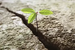 مبانی نظری تاب آوری
