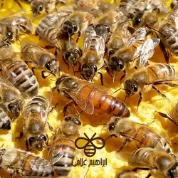 پیش‌فروش کندوهای هفت‌قابی بوکفست