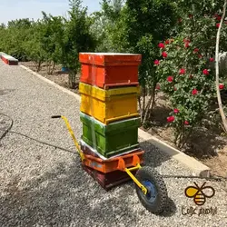 پیش‌فروش کندوهای هفت‌قابی کارنیکا