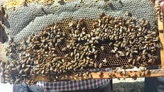 عسل خالص کوهی با ساکاروز 6/