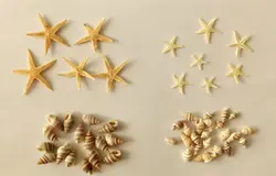 صدف  تزئینی