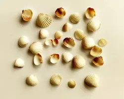 صدف دریای خزر