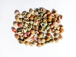 صدف مخلوط حلزونی و مارپیچی ریز