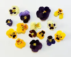 گل بنفشه خشک در رنگهای متنوع بنفش، زرد، سفید