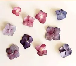 گل خشک هورتانسیا