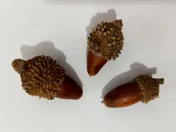 میوه خشک بلوط