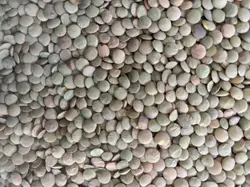 عدس آتاتاتی 800 گرمی (10 عددی)