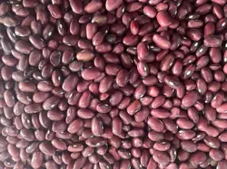 لوبیا قرمز آتاتاتی 800 گرمی (10 عددی)