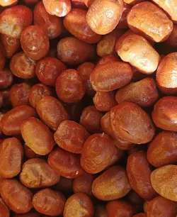 پودر سنجد