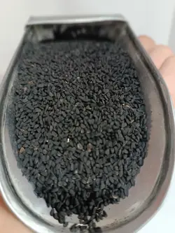 سیاهدانه سورت هندی