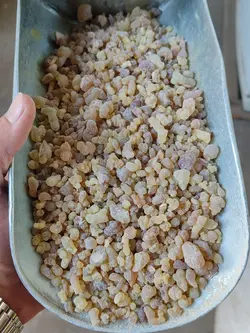 کندر خوراکی