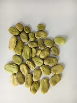 باقلا