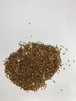 کنجد قهوه ای