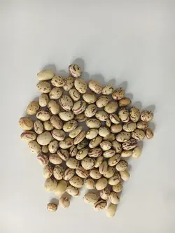 لوبیا