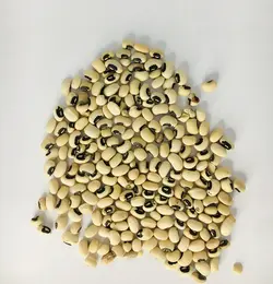 لوبیا چشم بلبلی درشت