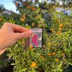 فرمژه زد وان Z.one