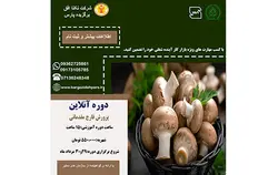 دوره آنلاین پرورش قارچ مقدماتی - شرکت تکتا افق برگزیده پارس
