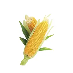 ذرت درجه یک