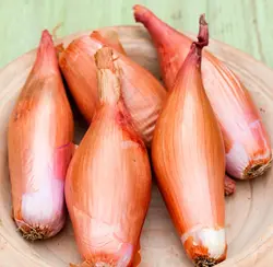 پودر موسیر | موسیر باکیفیت پودر شده بازنشین