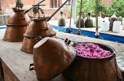 گلاب | محصول درجه 1 میمند فارس