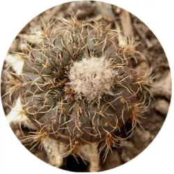 بذر کاکتوس فرایلیا آسترویویدس بالتازار Frailea  asterioides Baltazar