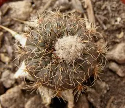 بذر کاکتوس فرایلیا آسترویویدس بالتازار Frailea  asterioides Baltazar