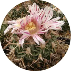 بذر اچینو فوسالو کاکتوس واریته Echinofossulocactus sp L1092