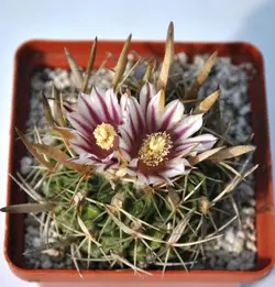 بذر اچینو فوسالو کاکتوس واریته Echinofossulocactus sp L1092