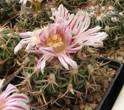 بذر اچینو فوسالو کاکتوس واریته Echinofossulocactus sp L1092