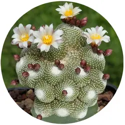 بذر کاکتوس بلوسفلدیا کامپانیفلورا | Blossfeldia  campaniflora