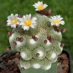 بذر کاکتوس بلوسفلدیا کامپانیفلورا | Blossfeldia  campaniflora
