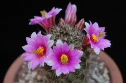 بذر کاکتوس مامیلاریا مازاتلانسیس مونوسنترا | Mammillaria mazatlanensis v. monocentra