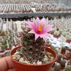 بذر کاکتوس مامیلاریا مازاتلانسیس مونوسنترا | Mammillaria mazatlanensis v. monocentra