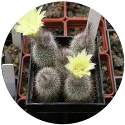 بذر کاکتوس فرالیا هورستی | Frailea horstii f. ritteriana