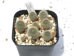 بذر کاکتوس فرالیا هورستی | Frailea horstii f. ritteriana