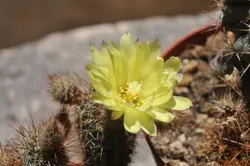 بذر کاکتوس فرالیا هورستی | Frailea horstii f. ritteriana