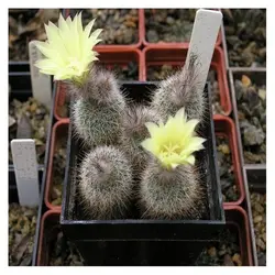 بذر کاکتوس فرالیا هورستی | Frailea horstii f. ritteriana