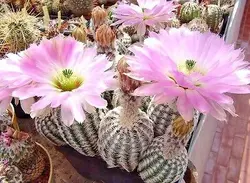 بذر کاکتوس اچینو سرئوس سفید
