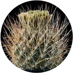 بذر کاکتوس انسیسترو کاکتوس | Ancistrocactus