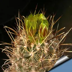 بذر کاکتوس انسیسترو کاکتوس | Ancistrocactus