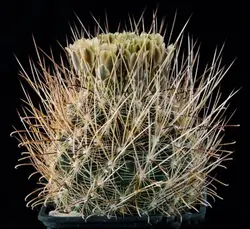 بذر کاکتوس انسیسترو کاکتوس | Ancistrocactus
