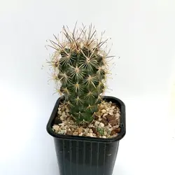 بذر کاکتوس انسیسترو کاکتوس | Ancistrocactus