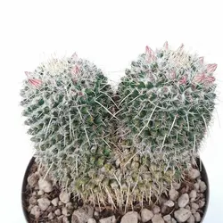 بذر کاکتوس مامیلاریا نجاپنسیس | Mammillaria nejapensis