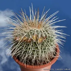 بذر کاکتوس مامیلاریا نجاپنسیس | Mammillaria nejapensis