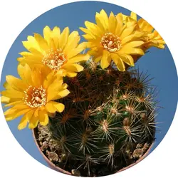 بذر کاکتوس وینگارتیا | Weingartia Saipieana Seed
