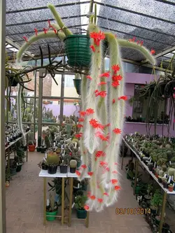 بذر کاکتوس دم روباهی پرمو | هیدونترا اصلی یا دم میمون