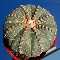 بذر کاکتوس آستروفیتوم لاین آرئولس Astrophytum cv Line Areoles