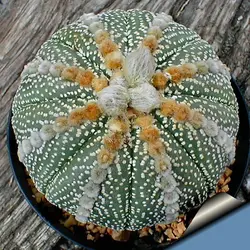 بذر کاکتوس آستروفیتوم لاین آرئولس Astrophytum cv Line Areoles