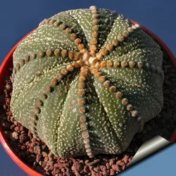 بذر کاکتوس آستروفیتوم لاین آرئولس Astrophytum cv Line Areoles
