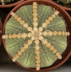 بذر کاکتوس آستروفیتوم لاین آرئولس Astrophytum cv Line Areoles